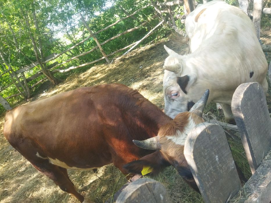 Продам двух бычков