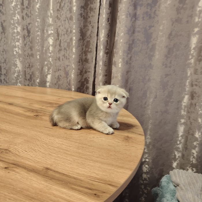 Шиншилла Скоттиш Фолд ay25