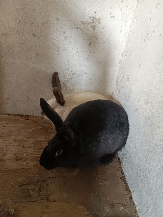 Прадаётся Кролик Қоян сатылады