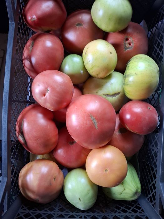 Продам домашние помидоры