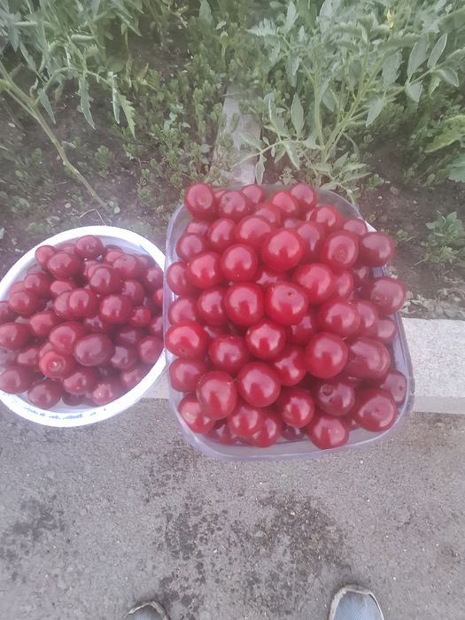 Крупня домашняя спелая вишня