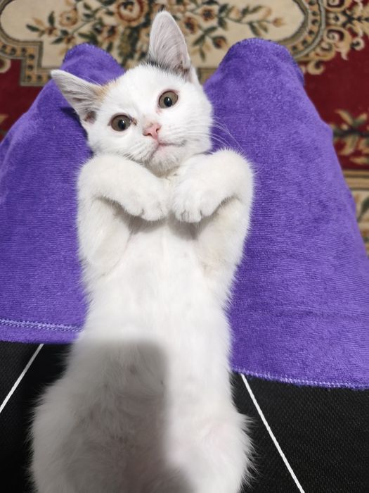 Отдам котенка, прочтите описание!!!
