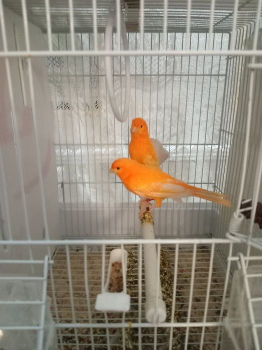 Красные канарейки.