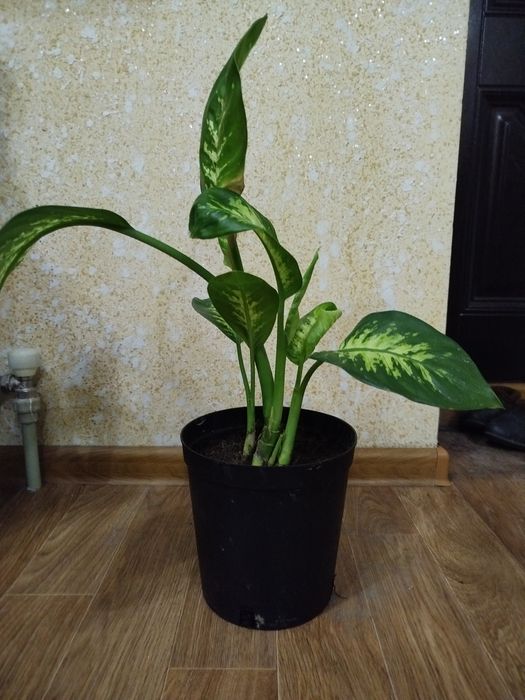 Диффенбахия цветы по 5000