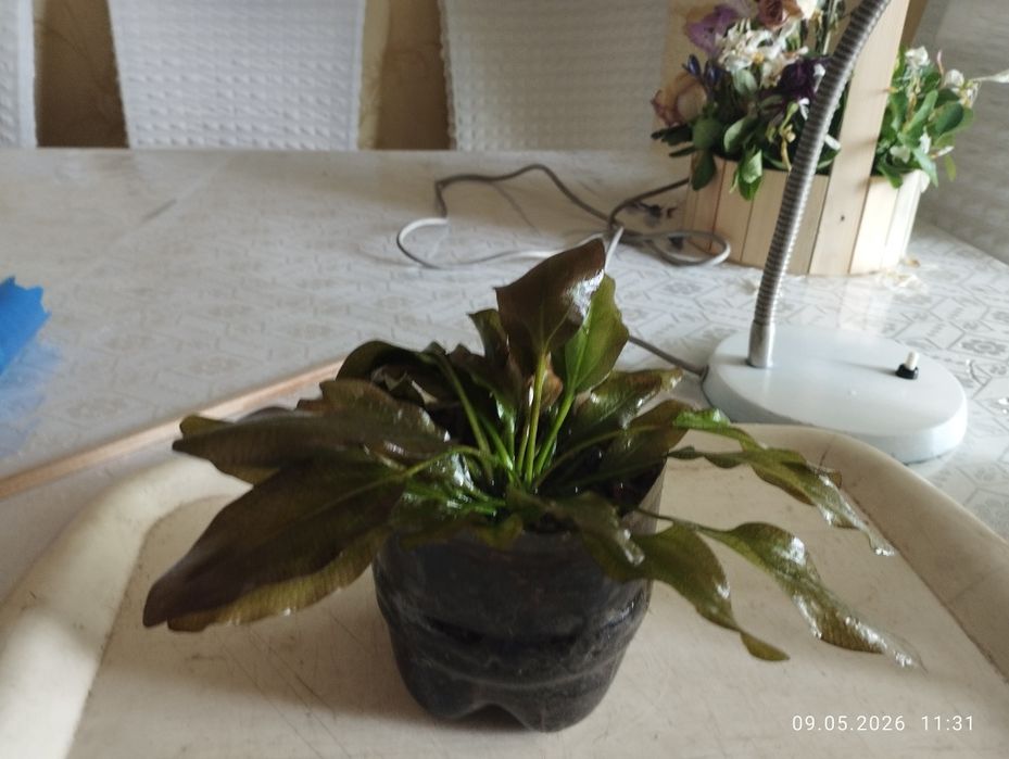 Продам эхинодорус медведь