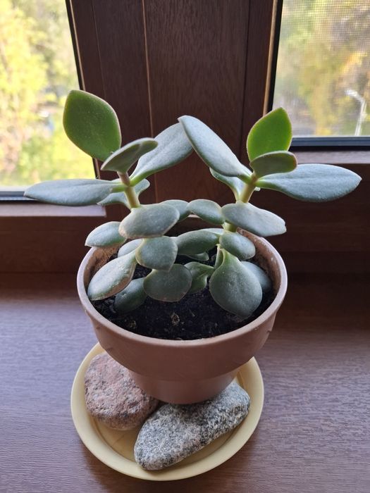 Кактус взрослый с деткой