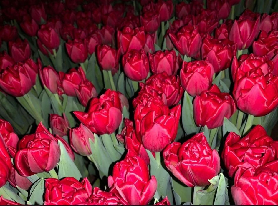 Тюльпаны на 8 марта!