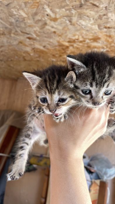 Отдам котят девочек