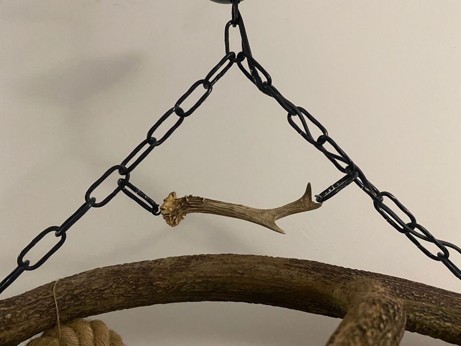 Полилей от масивен рог