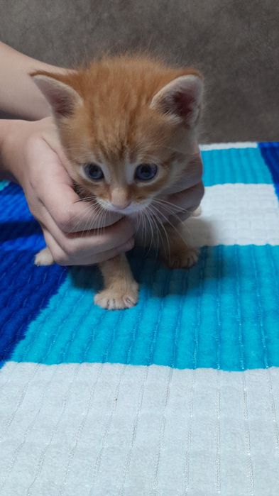 Кошки и коты милые