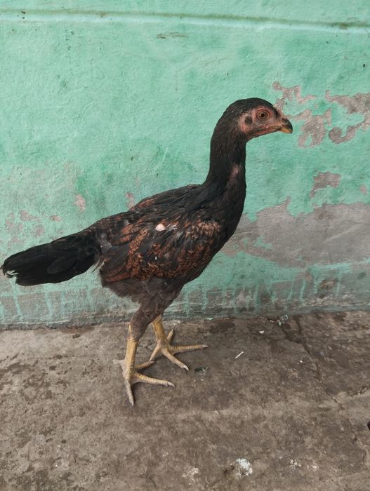 Dakan jojalari bor