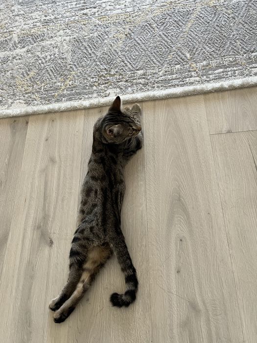 Мысык сатылады 8айлык