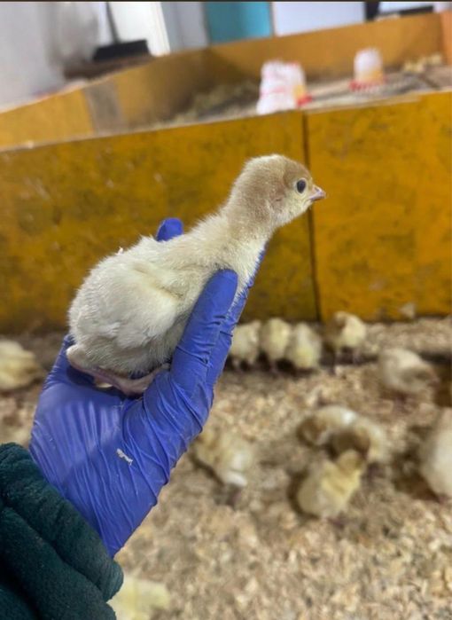 Рынок Улжан вся птица есть