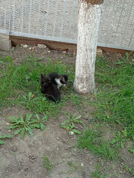 Donez pui de pisica în vârstă de 8 săptămâni
