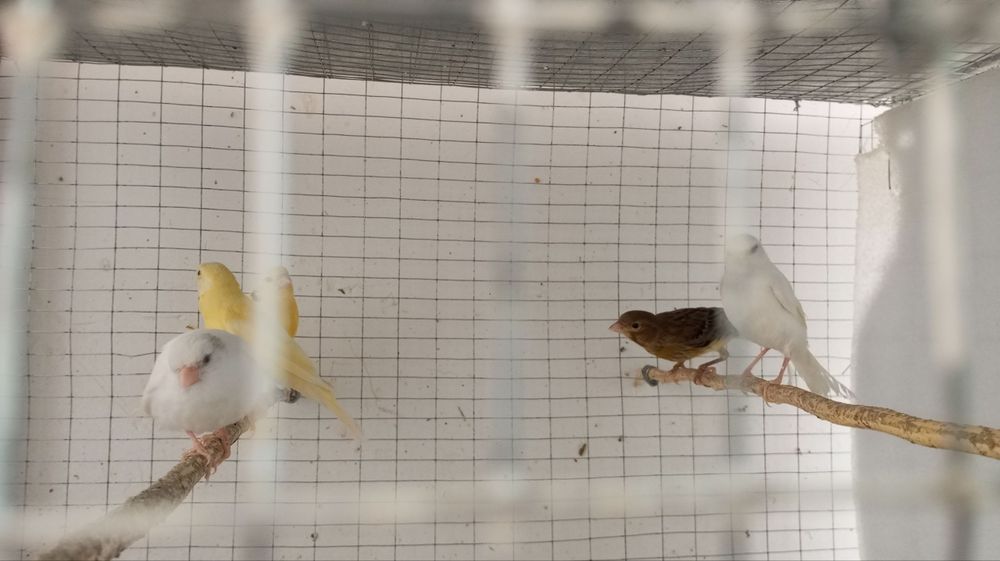 Канарейка ёшлари маладой