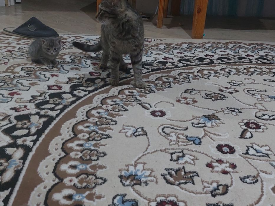 Отдам котёнка в добрые руки