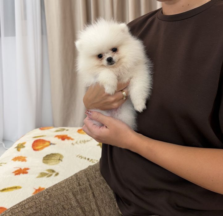 Fetita pomeranian mini Toy