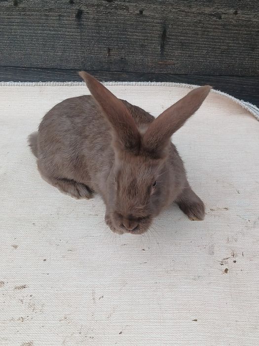 Fluture german janet havana si pestriț