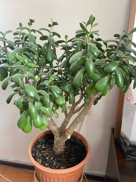 Толстянка (денежное дерево)