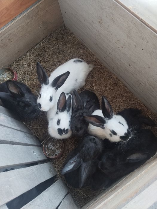 продам кролы молодых