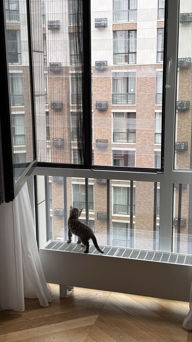 Котенок бенгальский