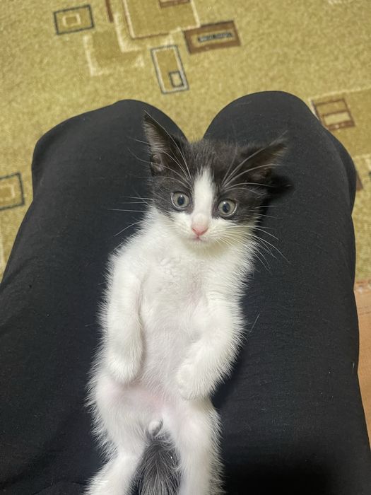 Отдам котят в добрые руки