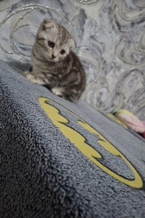 Котята фолд и страйк
