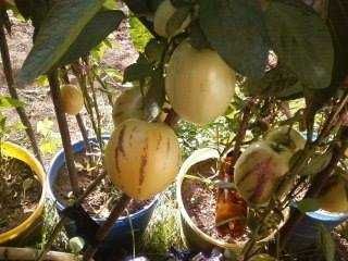 Разсад ПЕПИНО (пъпешово дърво)