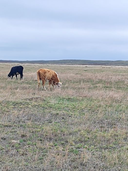 Коровы тайыншалар
