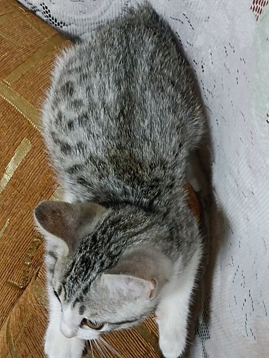 Отдам котёнка, мальчик.