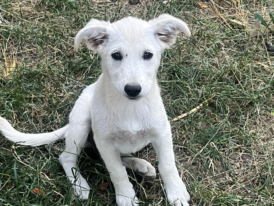 Подаряват се кутрета