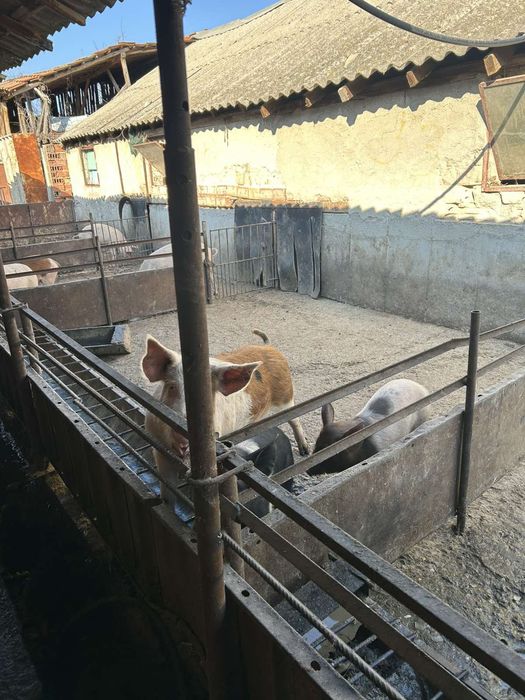 Продавам прасета