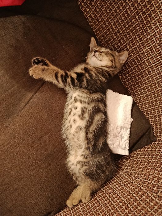котенок скоттиш страйт