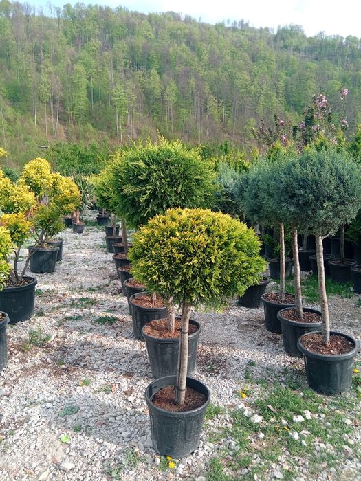 Globulari tuia leilandi