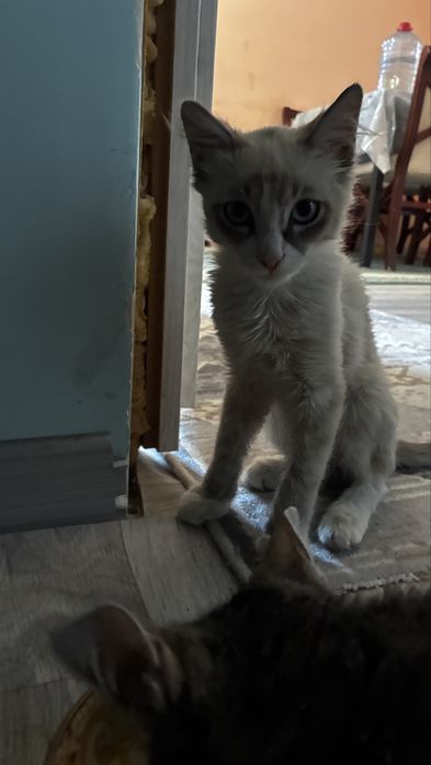 Отдам котенка в хорошие руки