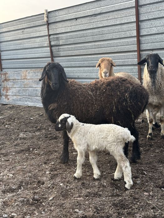 Қозылы қойлар сатылады