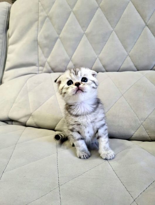 Скоттиш Фолд.  Девочки и Мальчики.