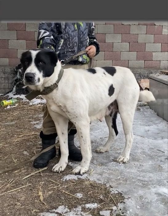 Алабай сатылады срочна