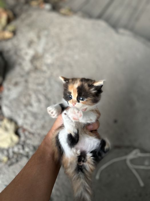 маленький котята