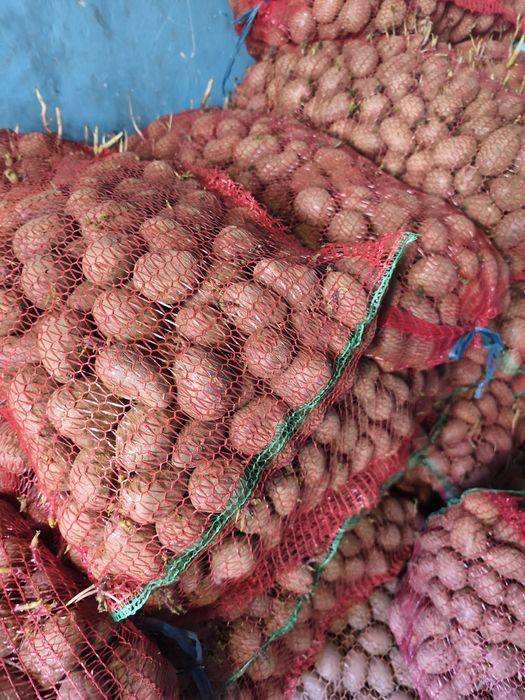 Cartofi de sămânță albi și roși