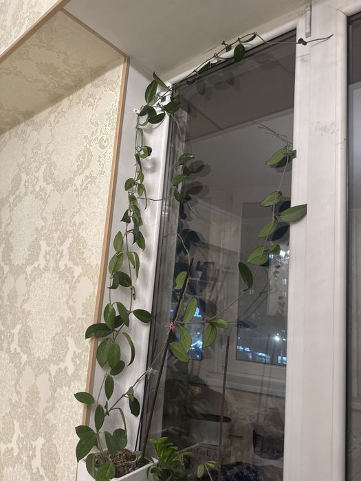 Хойя (срезы только).