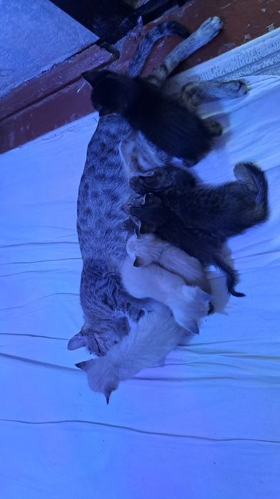 Котята бесплатно. Пышыклар бар бесплатно