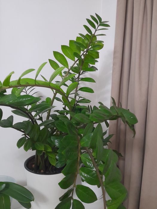 Акша ағашы.Жапырактан өсіргенмін