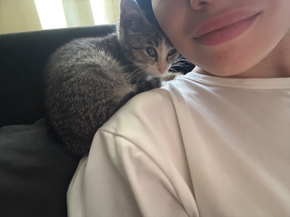 Котенок в хорошие руки