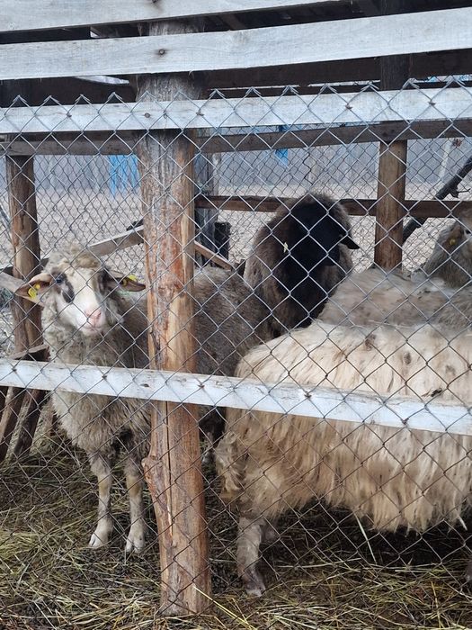 Se vând 4 oi țurcane