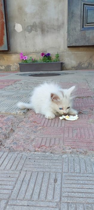 Бесплатно кошечка