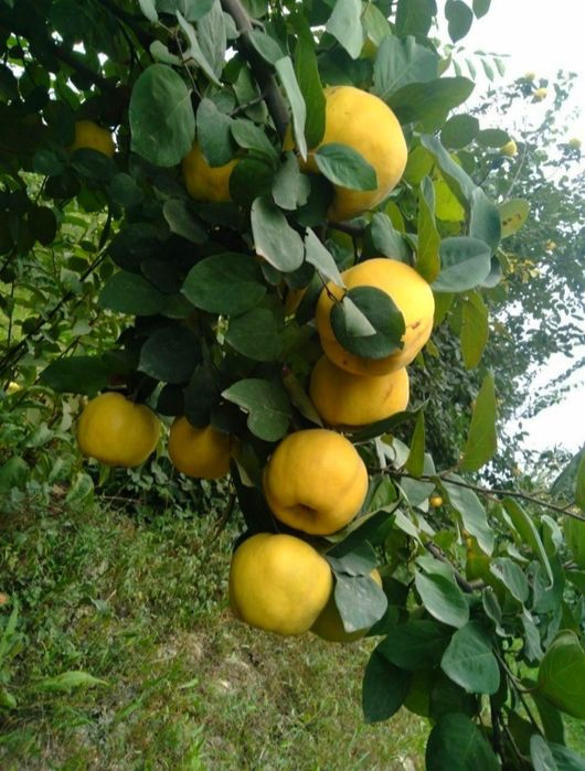 Мевали дарахтлар кучатлари