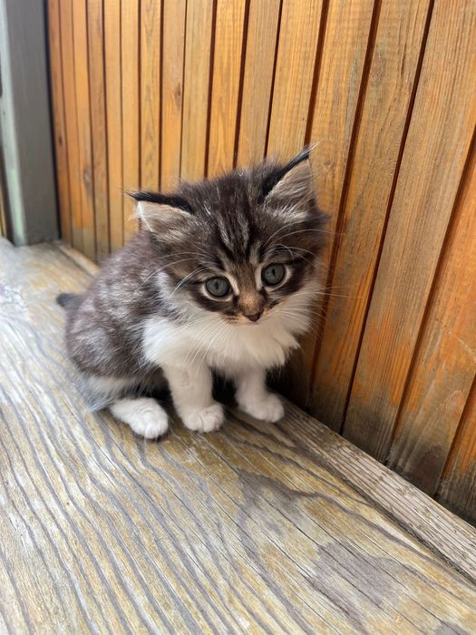 Отдам котят в хорошие руки