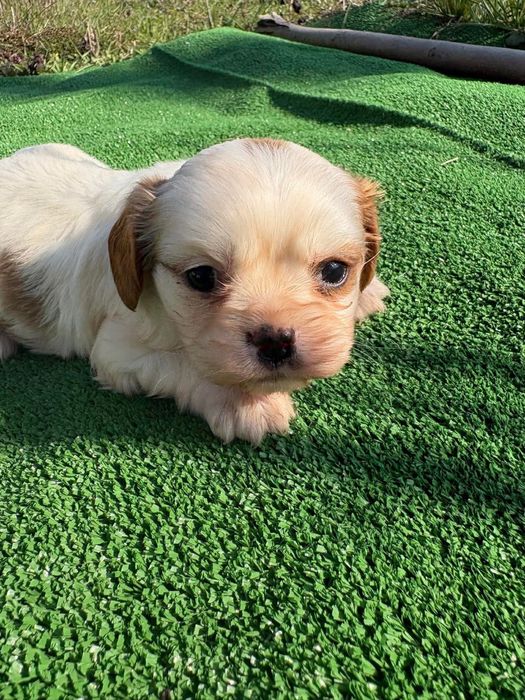 Продавам Кавалер Кинг Чарлз Шпаньол