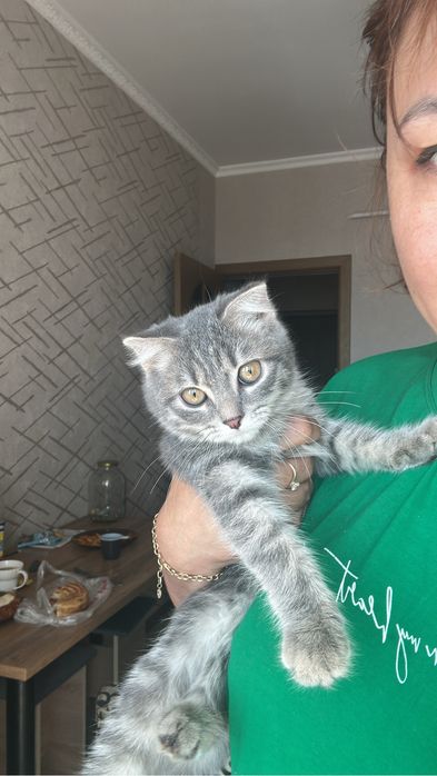 Вислаухая девочка ищет свой дом